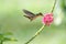 Simplistic photo of a small hummingbird feeding on pink flowers with a smooth background.