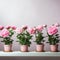 Simplistic Pink Peony Pots: Minimalist Post-processed Floral Designs