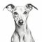 Simplistic Vector Art Of A Black And White Italian Greyhound