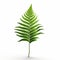 Simplistic Vector Art Of Fern Leaves On White Background