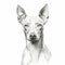 Simplistic Vector Art Of A Xoloitzcuintli Dog
