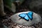 Simply Blue Butterfly