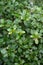 Simpson`s Stopper or Twinberry Florida native blooming shrub