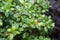 Simpson`s Stopper or Twinberry Florida native blooming shrub