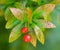 Simpson stopper berries ripening in Florida