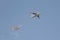 Simulated air refueling of Il-78 and Tu-160 aircraft in the sky over Moscow during the dress rehearsal of the Victory parade