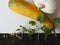 Simulates growing agricultural crops from sprouted seeds to pumpkin or zucchini sprouts. Young plants with fruits of zucchini and