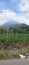 Sinabung mountain view