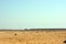 Sinai desert and the red sea at the place of Moses Springs, Water wells and palms in Sinai Peninsula, Ras Sidr, Egypt.