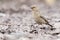 Sinairoodmus, Sinai Rosefinch, Carpodacus synoicus