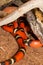 Sinaloan Milk Snake in captivity