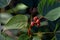 Sinduria leaf Fruit &  flowerAchiote, Annatto, Arnatto or Jaffra is also called Lipstick tree. It is called Sinduria or Latkan in