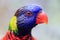 Singapore - AUGUST 06, 2019: Coconut lorikeet Psittaciformes Psittaculidae Trichoglossus T. haematodus