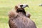 Singapore - AUGUST 06, 2019: Vulture staring