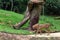 Singapore - CIRCA 2018: Amazing cheetah is moving on the grass on the trees background in the zoo in Singapore. Concept of animal