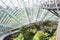 Singapore conservatories: Flower Dome and Cloud Forest.