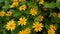 Singapore daisy, creeping Daisy, Yellow flowers