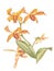 Singapore Flower, Illustration of Saleha Flowers. The National Flower of Singapore. Watercolor Hand drawn orange orchid