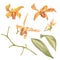 Singapore Flower, Illustration of Saleha Flowers. The National Flower of Singapore. Watercolor Hand drawn orange orchid