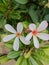 Singapore graveyard flower in the garden