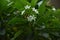 Singapore graveyard plant. frangipani is ornamental and fragrant flowers.