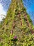 SINGAPORE - May 7, 2017: Super tree in the Gardens by the Bay park