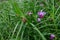 Singapore`s national flower, Vanda `Miss Joaquim`