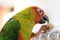 Singapore - SEPTEMBER 30, 2019: Jenday Hybrid parrot bird eating a peanut