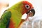 Singapore - SEPTEMBER 30, 2019: Jenday Hybrid parrot bird eating a peanut