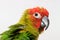 Singapore - SEPTEMBER 30, 2019: Jenday Hybrid parrot bird puffing its feathers