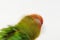 Singapore - SEPTEMBER 30, 2019: Jenday Hybrid parrot bird shaking
