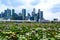 Singapore skyline with beautiful flowering water lilies in front, shopping mall of Marina Bay and financial district