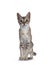 Singapura cat kitten on white background