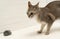 Singapura cat with mouse on white background. The smallest cat breed in the world.