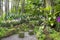 Singapure botanic garden