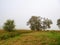 Singe tree grows in a field. Forest in a fog in the background. Nobody. Calm nature scene. Relaxed atmosphere. Farm land. Latvian