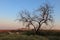 Singe tree without leaves and grasslands landscape