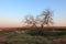 Singe tree without leaves and grasslands landscape.