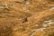 Singel chamois on a mountain pasture