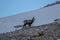 Singel chamois on a mountain, winter
