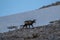 Singel chamois on a mountain, winter