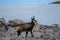 Singel chamois on a mountain, winter