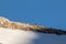 Singel chamois on a mountain, winter time