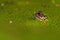Singel moor frog rana arvalis in close-up in side on the head