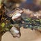 Singel moor frog rana arvalis in close-up in sun