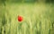 Singel poppy in the unripe wheat field in the late spring, Hungary