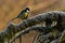 A singel portrait on Great tit Parus major on a snowy stump in Sweden