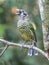 Singing Adult Spotted Catbird