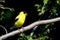 Singing American Goldfinch