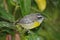 Singing Bananaquit, Costa Rica